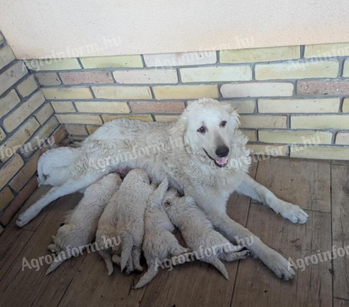 Kuvasz jellegű kiskutyák - tanyára,  birtokra,  házőrzésre