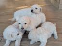 Kuvasz jellegű kiskutyák - tanyára,  birtokra,  házőrzésre