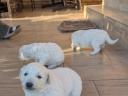 Kuvasz jellegű kiskutyák - tanyára,  birtokra,  házőrzésre