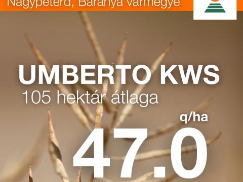 UMBERTO KWS repce vetőmag UMBERTO KWS repce vetőmag