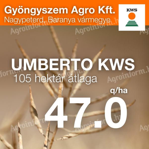 UMBERTO KWS repce vetőmag
