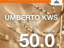UMBERTO KWS repce vetőmag