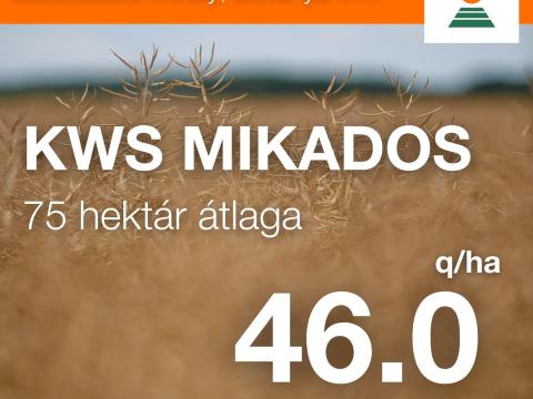 KWS MIKADOS repce vetőmag KWS MIKADOS repce vetőmag