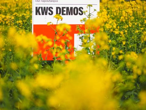 KWS DEMOS Repce vetőmag KWS DEMOS Repce vetőmag