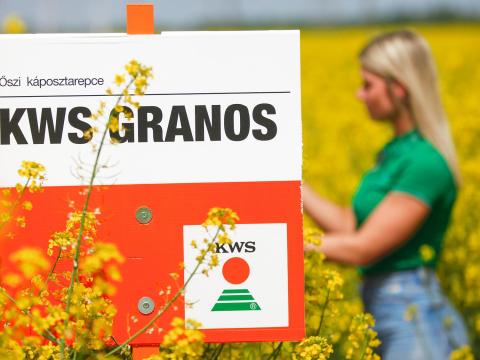 KWS GRANOS repce vetőmag KWS GRANOS repce vetőmag