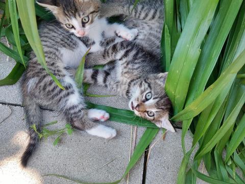 Örökbe fogadható kismacskák Örökbe fogadható kismacskák