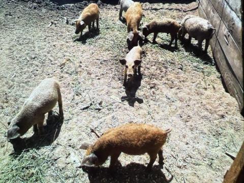 Eladó Mangalicák Eladó Mangalicák