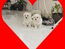 Havanese babák