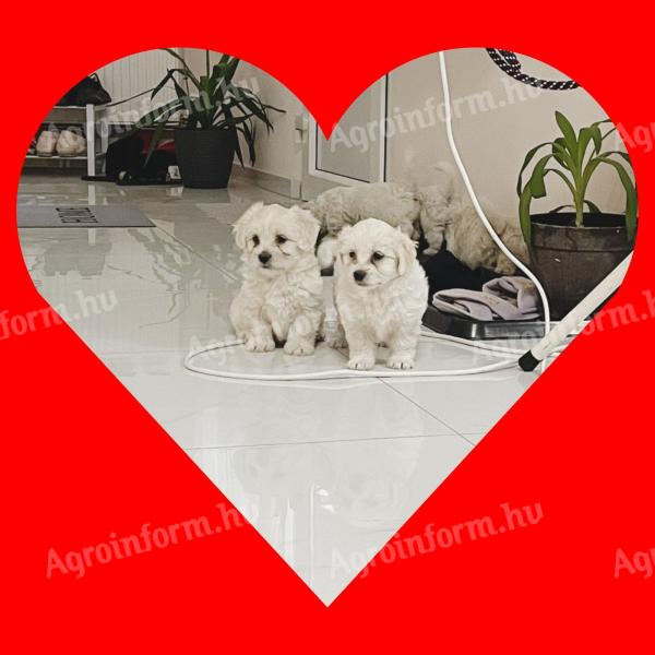 Havanese babák
