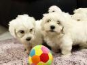 Havanese babák