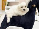 Havanese babák