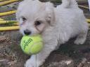Havanese babák