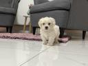 Havanese babák