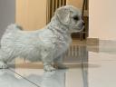 Havanese babák