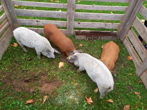 Mangalica malacok eladók Mangalica malacok eladók