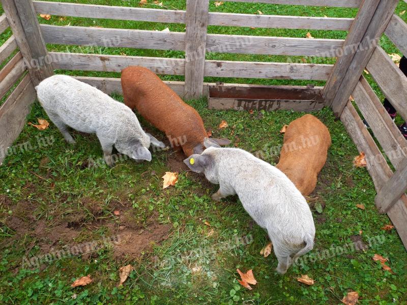 Mangalica malacok eladók
