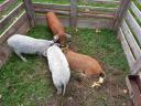 Mangalica malacok eladók