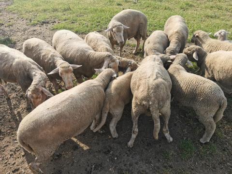 Eladó bárányok Eladó bárányok