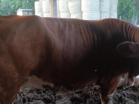 Eladó szarvasmarha Eladó szarvasmarha