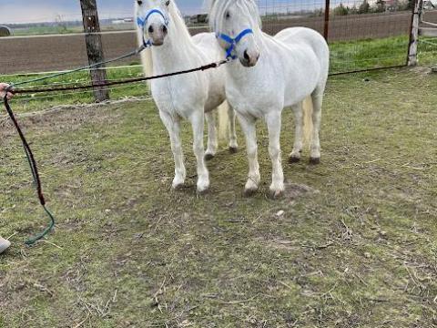 Kis lovak eladók Kis lovak eladók