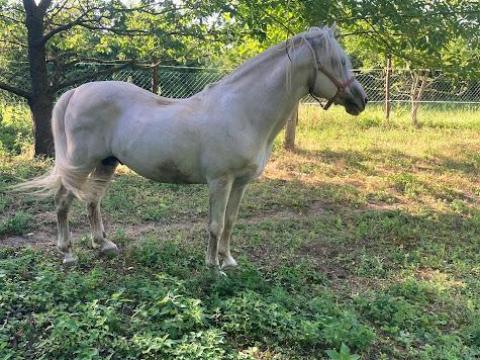 Idős lipicai félvér mén eladó Idős lipicai félvér mén eladó