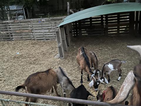 Núbiai jellegű anyakecskék és gidák eladók Núbiai jellegű anyakecskék és gidák eladók