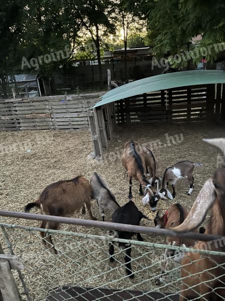 Núbiai jellegű anyakecskék és gidák eladók