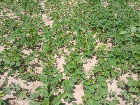 Kézi munkaerő Kézi munkaerő