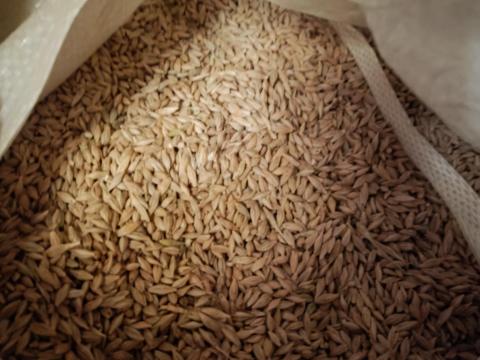 Bio Árpa Tisztított Bio Árpa Tisztított