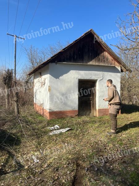 Tanya,  zártkert Csongrád öregszőlőben