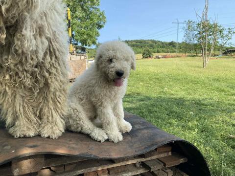 Komondor jellegű kan kiskutya szerető gazdáját keresi Komondor jellegű kan kiskutya szerető gazdáját keresi