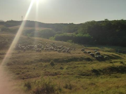 Eladó vemhes juh állomány Eladó vemhes juh állomány