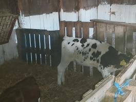 Holstein fríz bika borjak