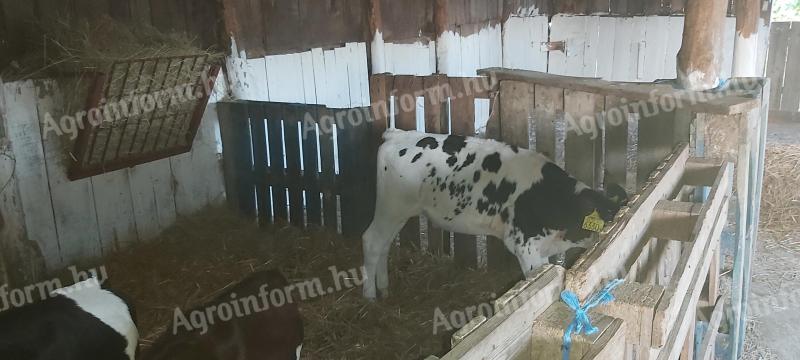 Holstein fríz bika borjak