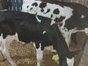 Holstein fríz bika borjak