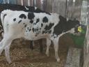 Holstein fríz bika borjak