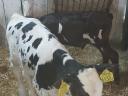 Holstein fríz bika borjak