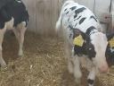 Holstein fríz bika borjak