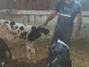 Holstein fríz bika borjak