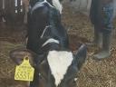 Holstein fríz bika borjak
