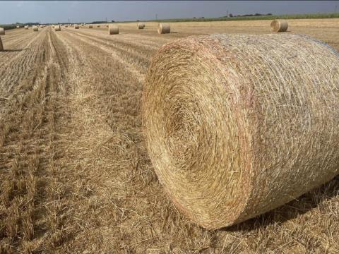 Idei búzaszalma Idei búzaszalma