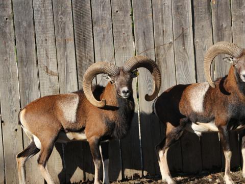 Muflon anyák és bárányok eladók Muflon anyák és bárányok eladók