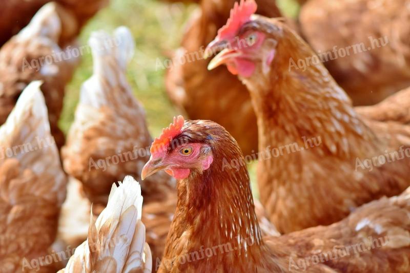 10 hetes 1 kg-os RED MASTER csirke akció! Csak júniusban