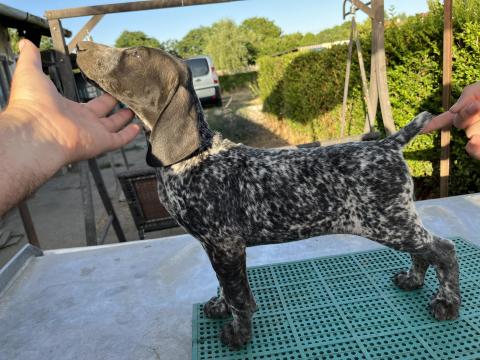 Német vizsla jellegű kiskutya örökbe fogadható jó párosításból Német vizsla jellegű kiskutya örökbe fogadható jó párosításból