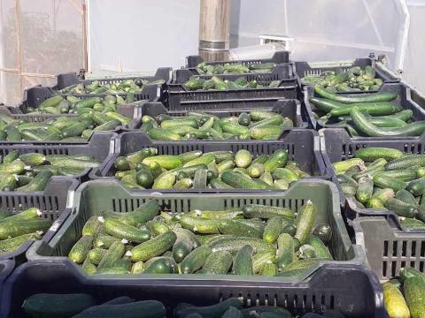 Zöldségek Zöldségek