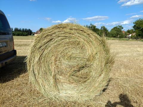 Réti széna zölden száradt jó minőség ázás mentes Réti széna zölden száradt jó minőség ázás mentes
