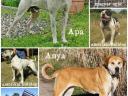 10 hónapos szelindek jellegű kan