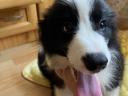 Törzskönyves Border Collie fiú kiskutya