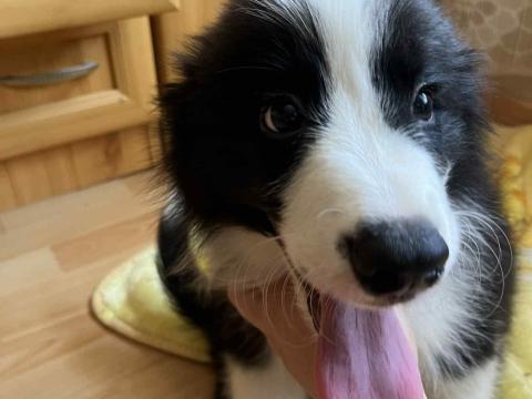 Törzskönyves Border Collie fiú kiskutya Törzskönyves Border Collie fiú kiskutya
