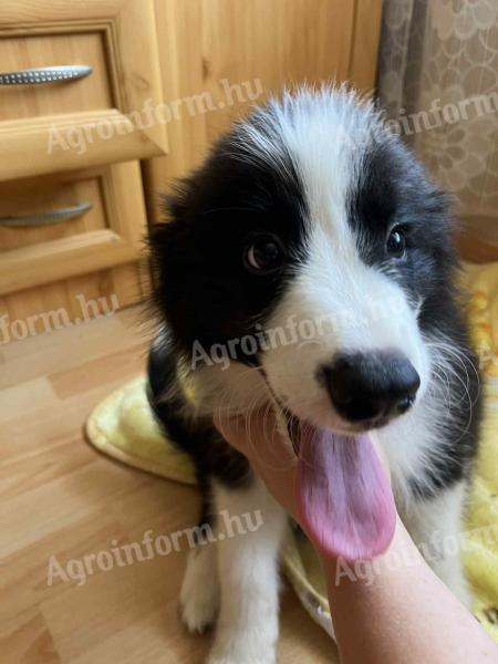 Törzskönyves Border Collie fiú kiskutya